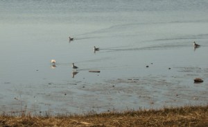Sea Gulls